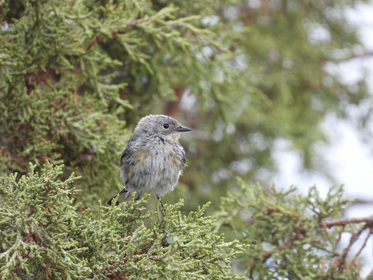 Yellow-rumped Warbler - ML623756733