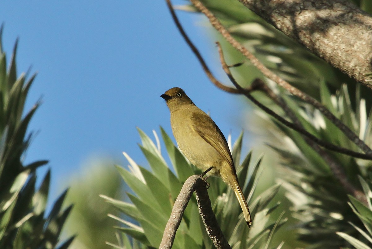 Sombre Greenbul - ML623756743