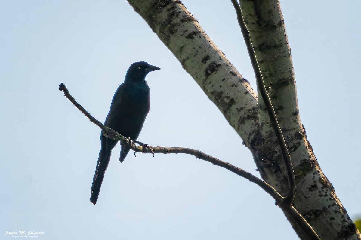 Common Grackle - ML623756765