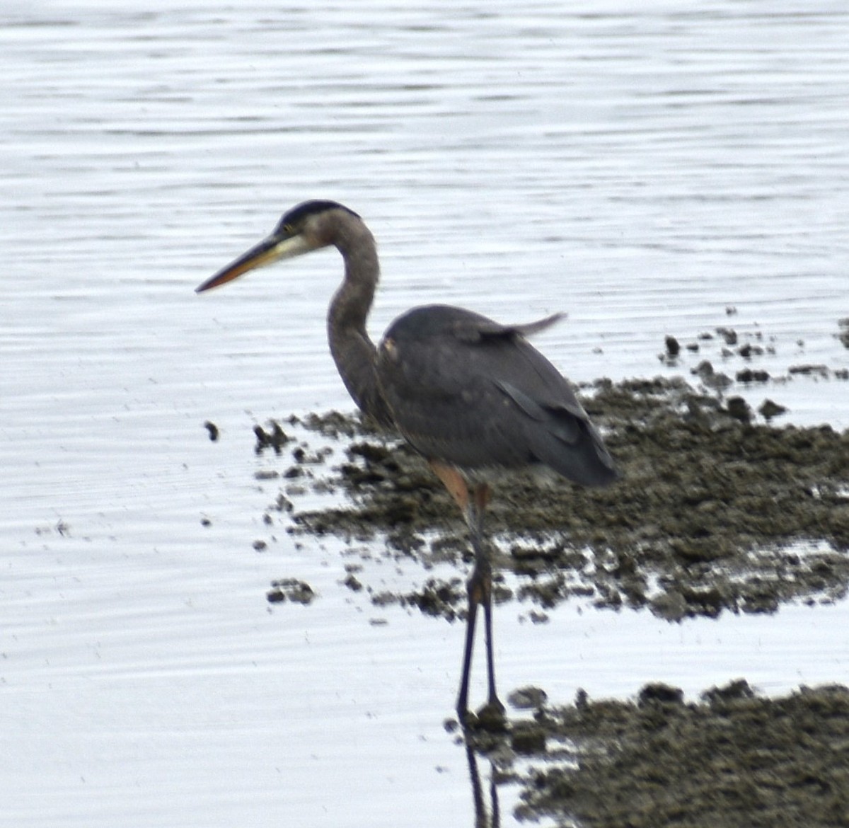 Great Blue Heron - ML623756793