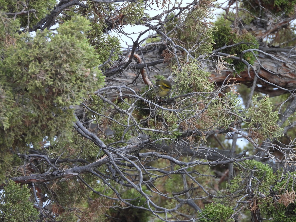 Townsend's Warbler - ML623756798