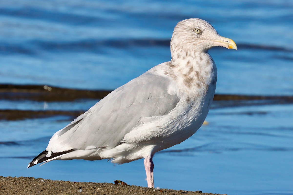 racek stříbřitý (ssp. smithsonianus) - ML623756802