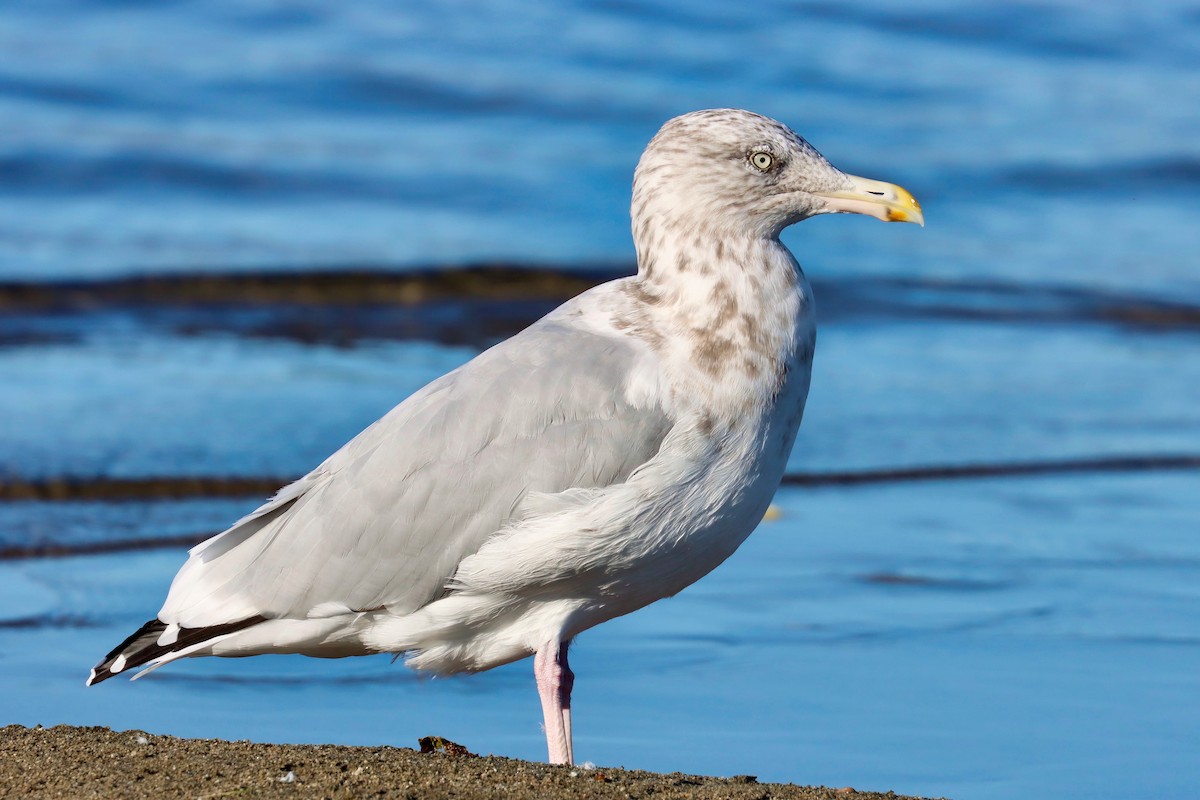 racek stříbřitý (ssp. smithsonianus) - ML623756803