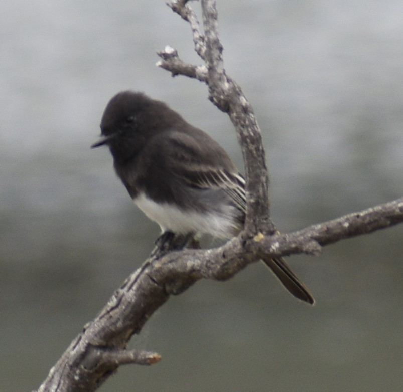 Black Phoebe - ML623756804