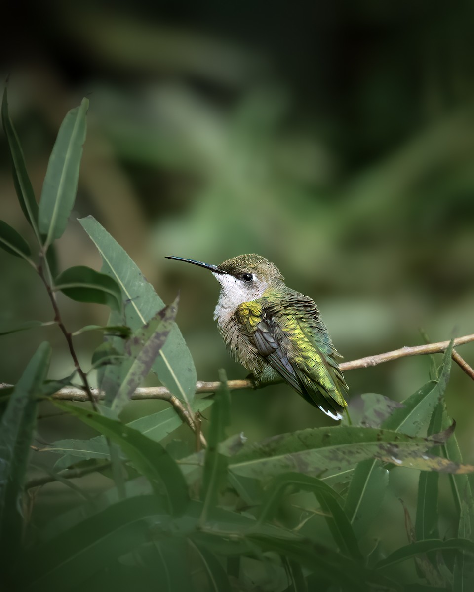 Ruby-throated Hummingbird - LEN OToole (@birder.len)