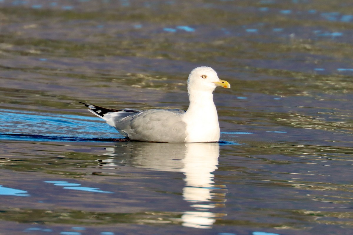 racek stříbřitý (ssp. smithsonianus) - ML623756891