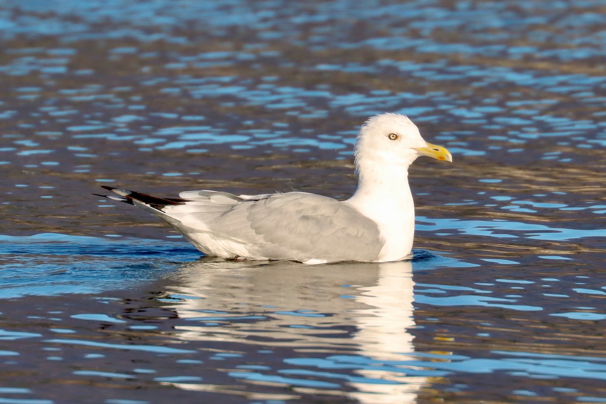 racek stříbřitý (ssp. smithsonianus) - ML623756892