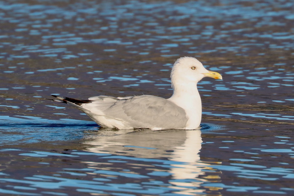 racek stříbřitý (ssp. smithsonianus) - ML623756893