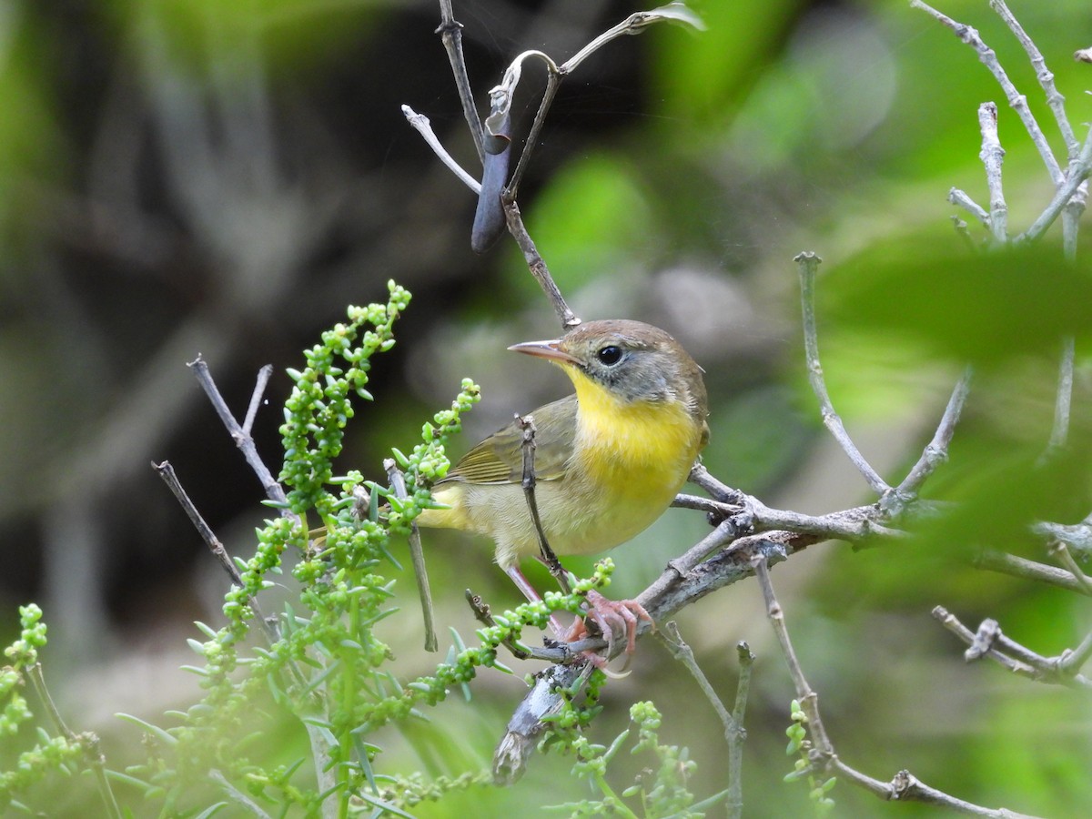 Common Yellowthroat - ML623756906