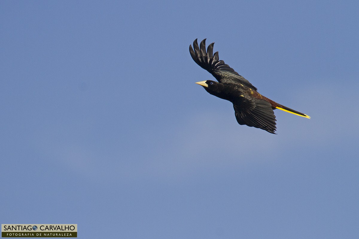 Crested Oropendola - ML62375691