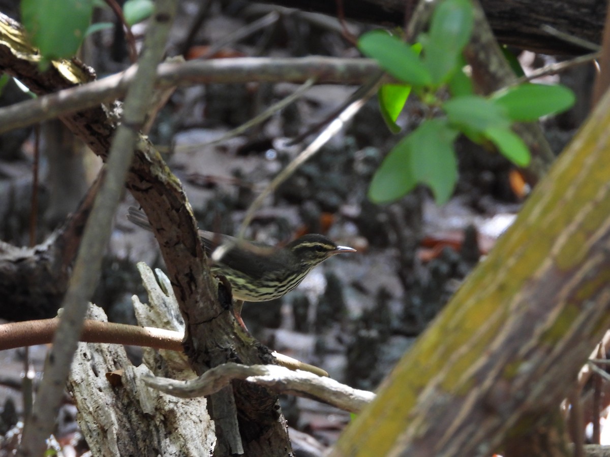 Northern Waterthrush - ML623756915