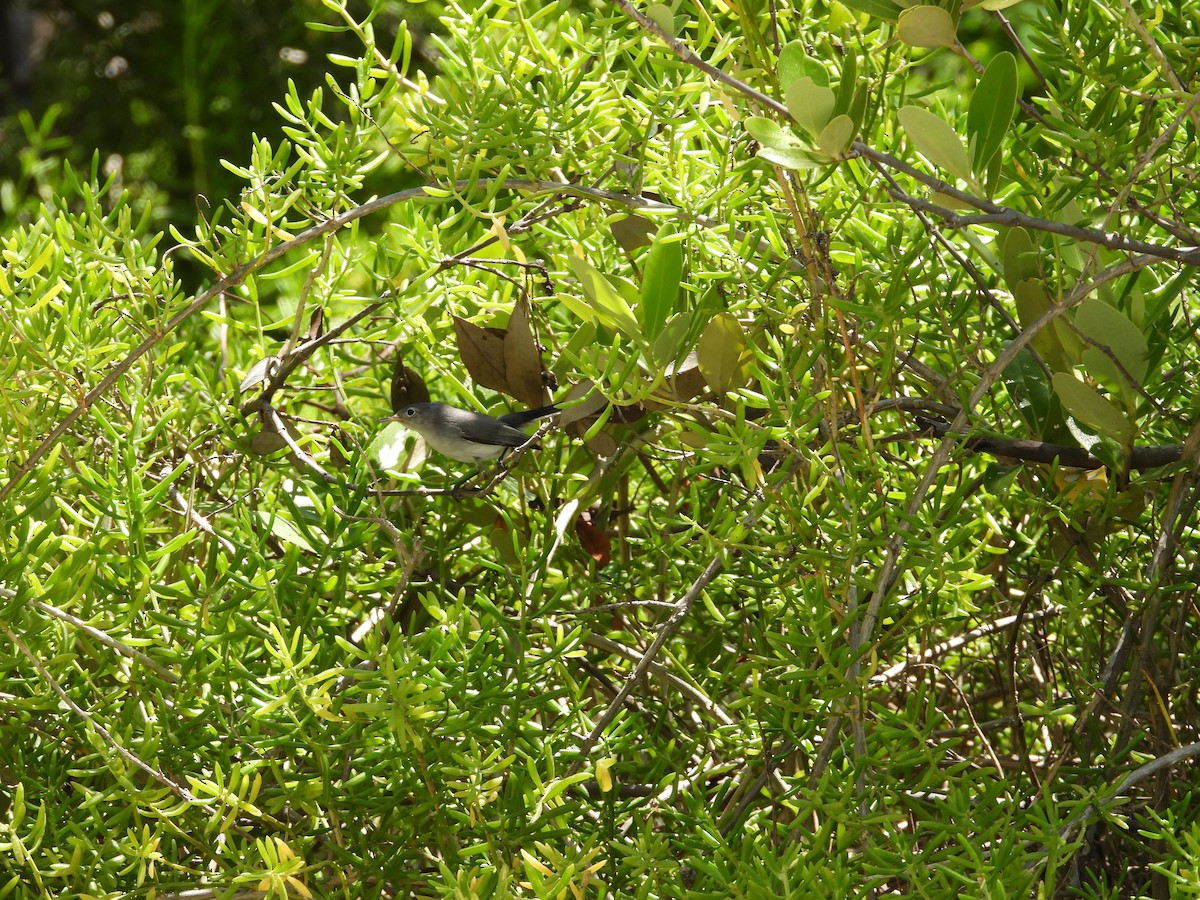 Blue-gray Gnatcatcher (caerulea) - ML623756920