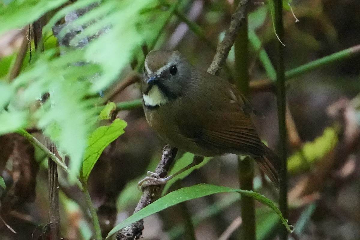 White-gorgeted Flycatcher - ML623756923