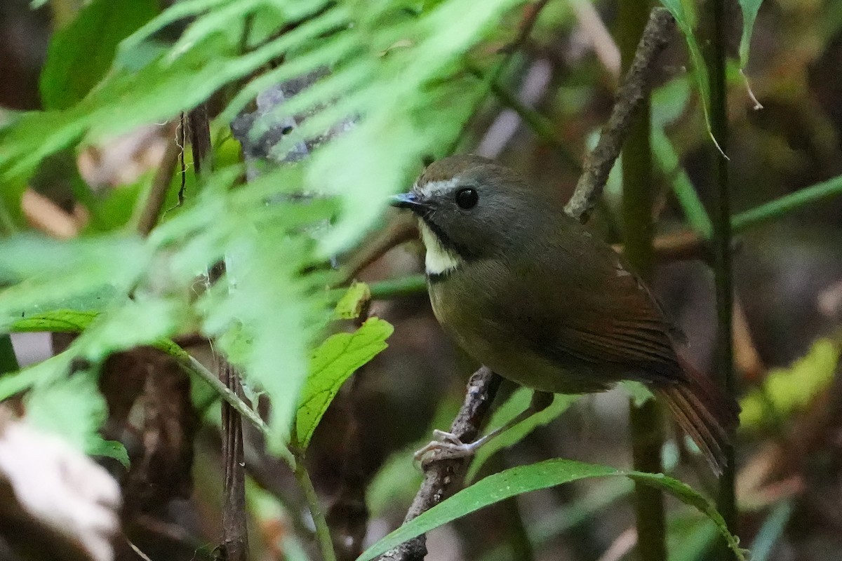 White-gorgeted Flycatcher - ML623756924