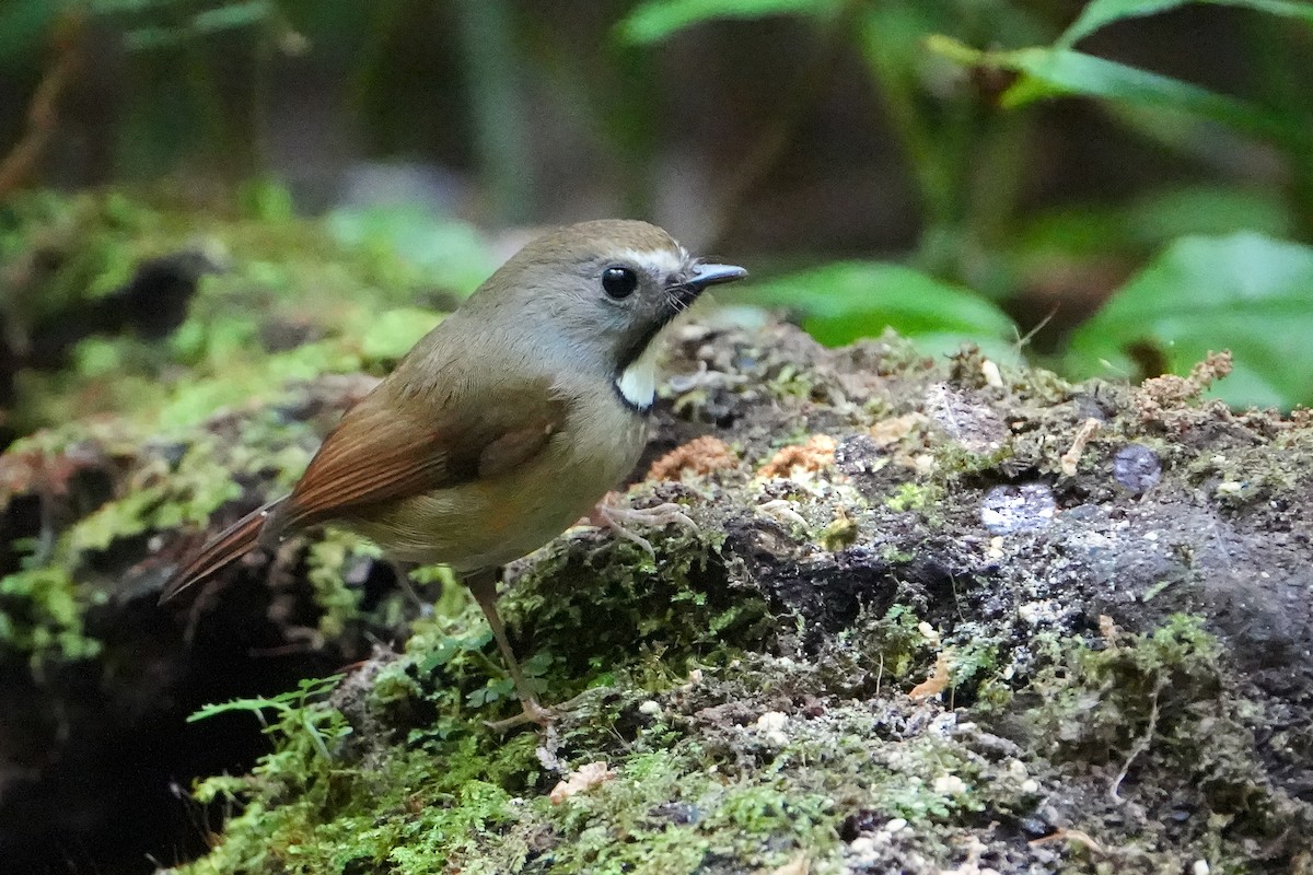 White-gorgeted Flycatcher - ML623756926