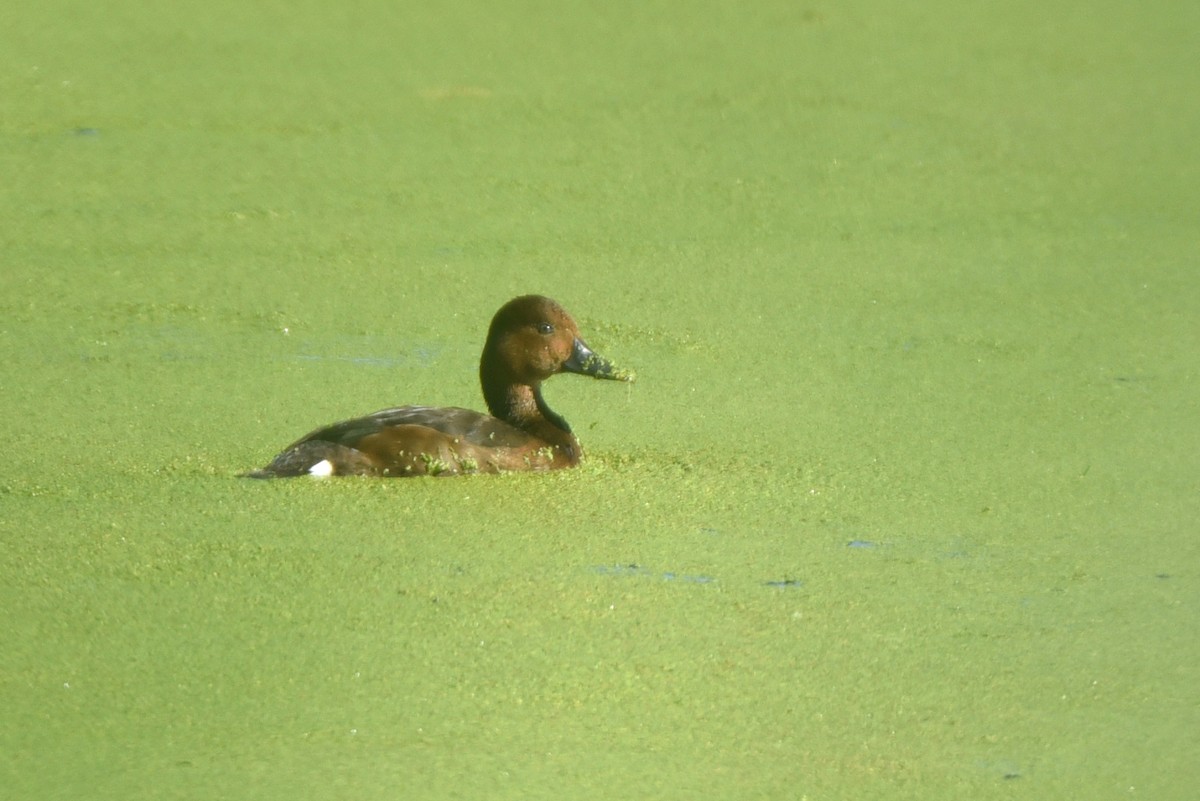 Ferruginous Duck - ML623756932