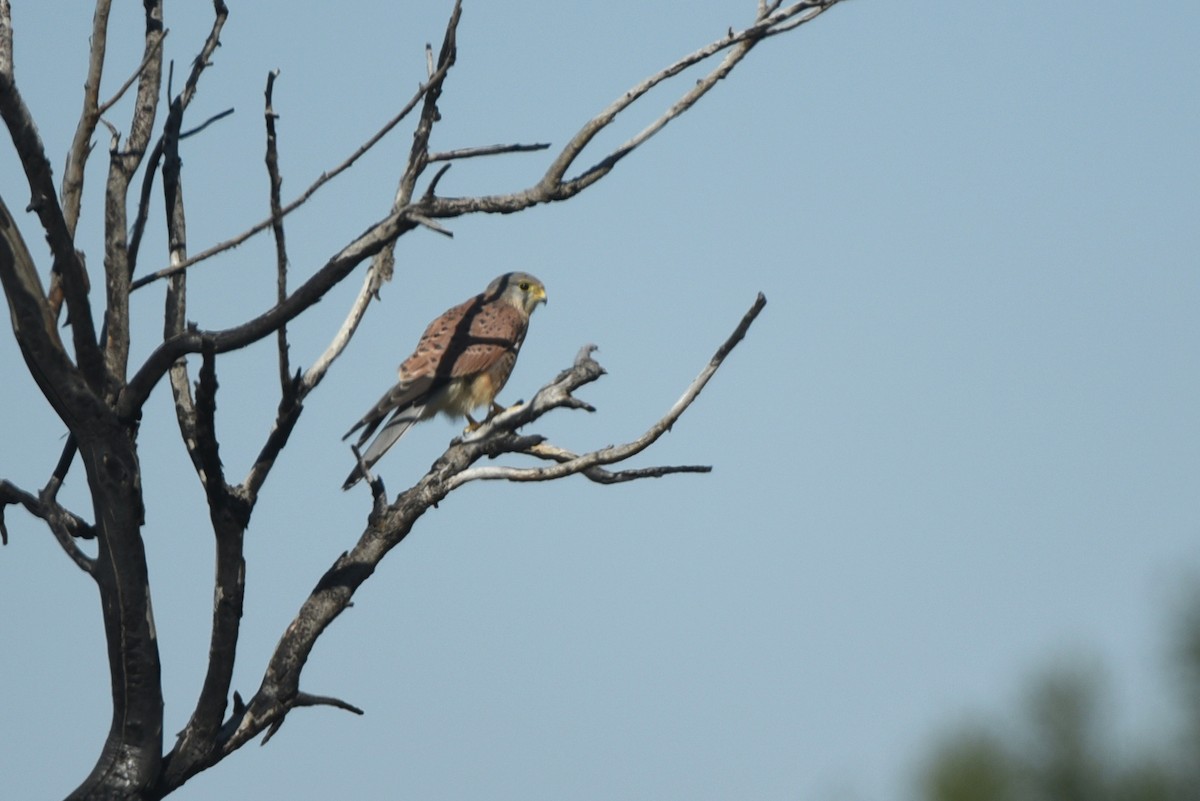 Eurasian Kestrel - ML623756936