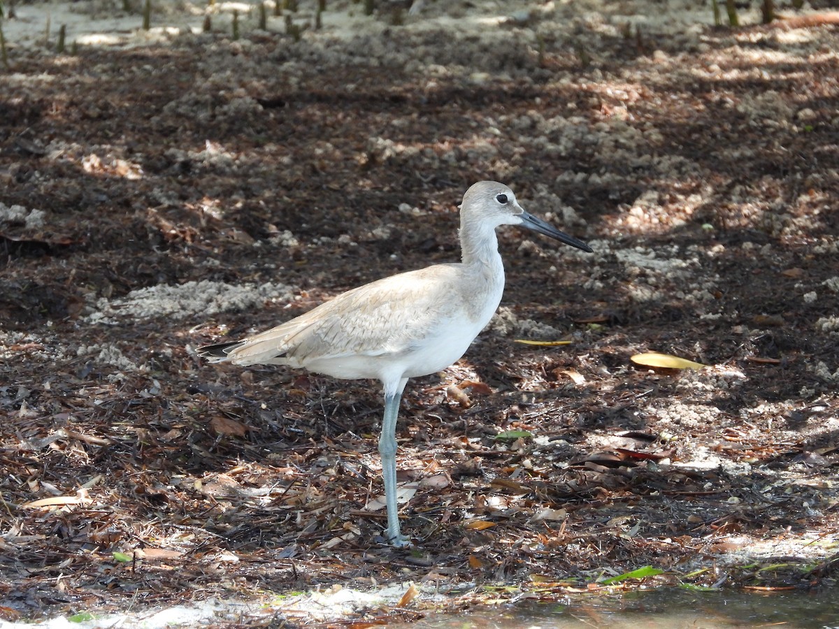 Willet (Western) - Amy Grimm