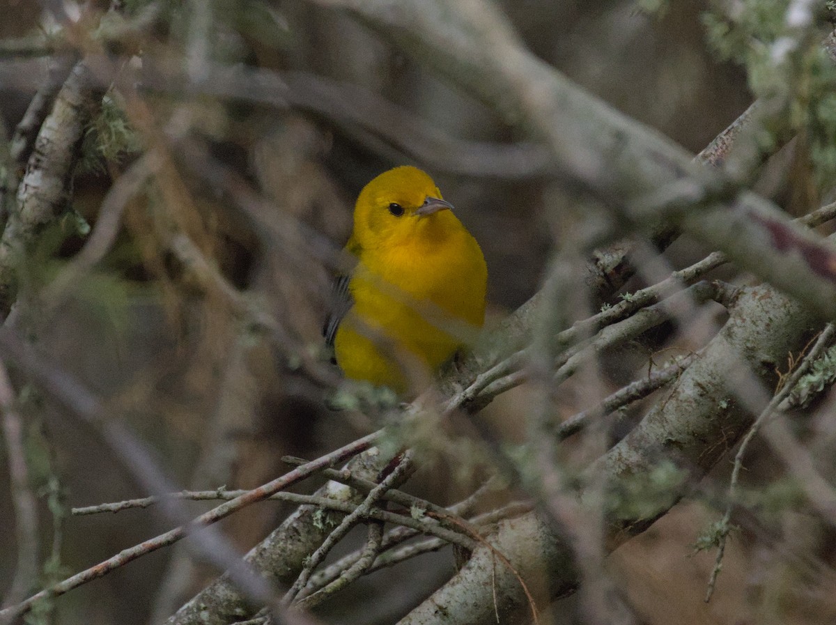 Prothonotary Warbler - ML623756959