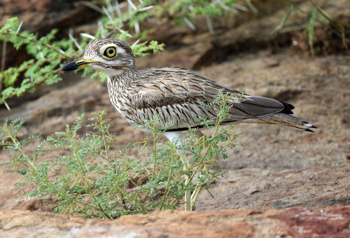 Senegal Thick-knee - ML623756961