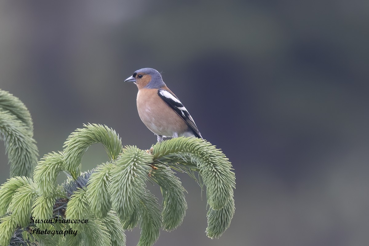 Common Chaffinch - ML623756964