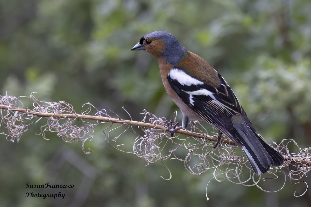 Common Chaffinch - ML623756967