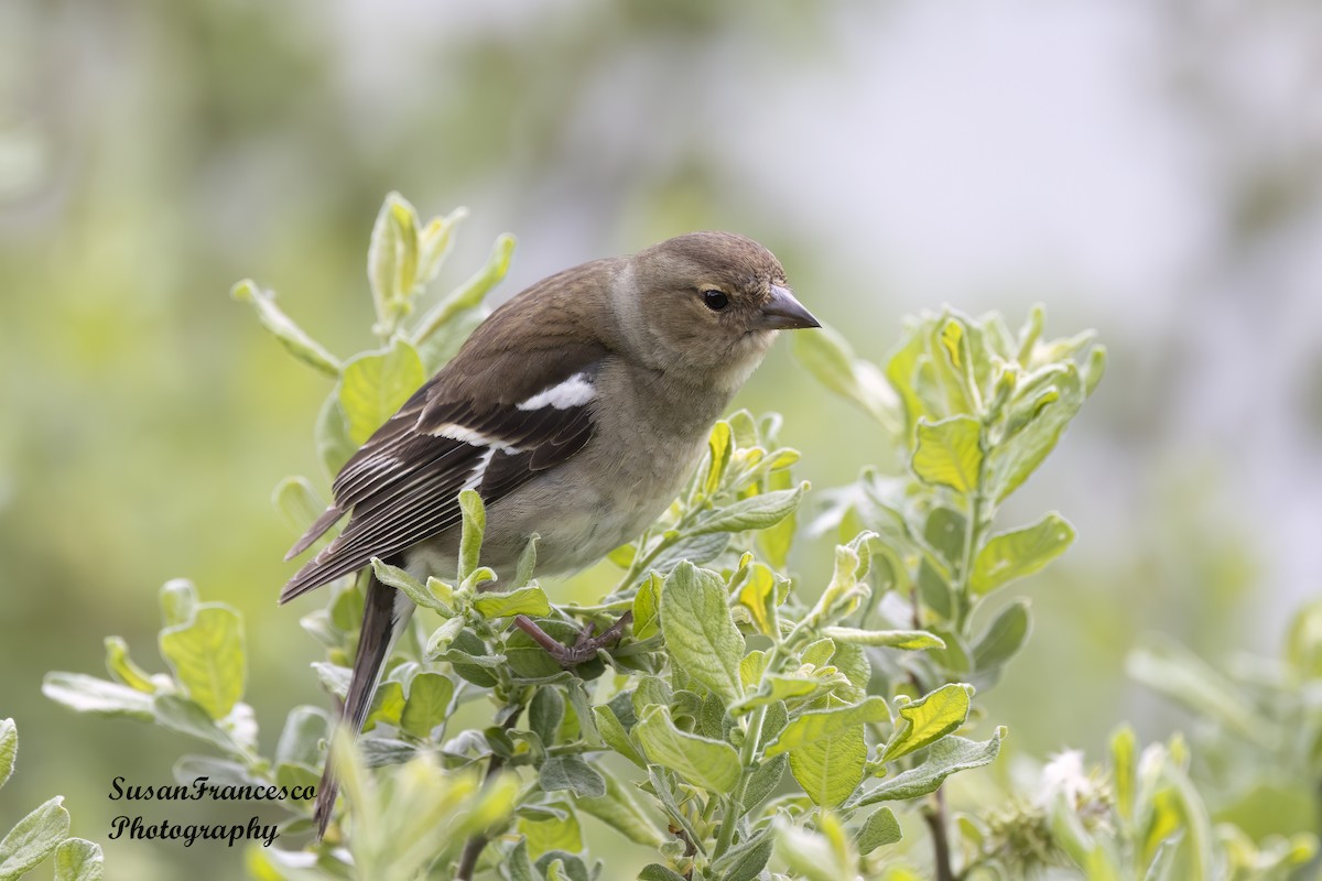 Common Chaffinch - ML623756970