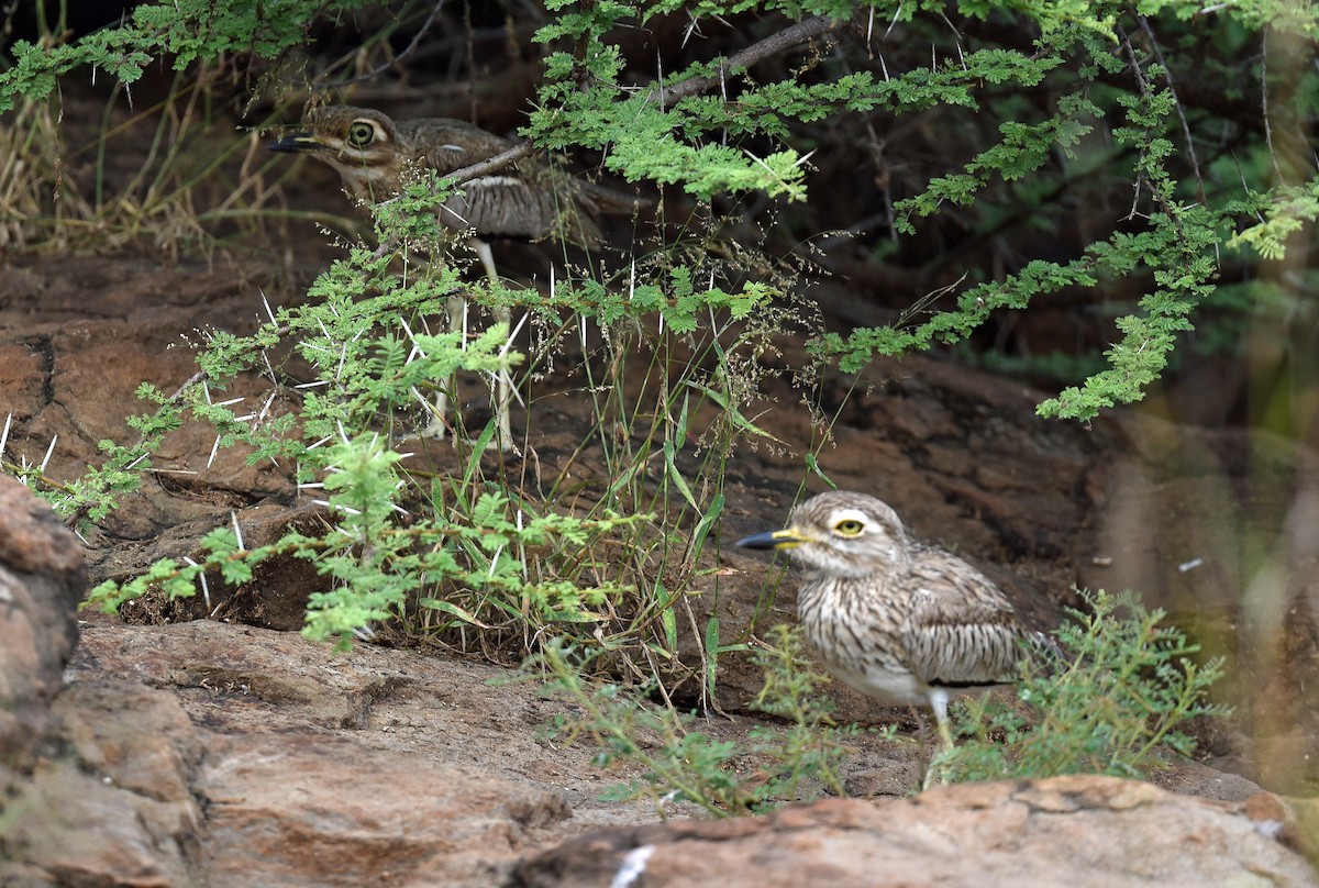 Senegal Thick-knee - ML623756984