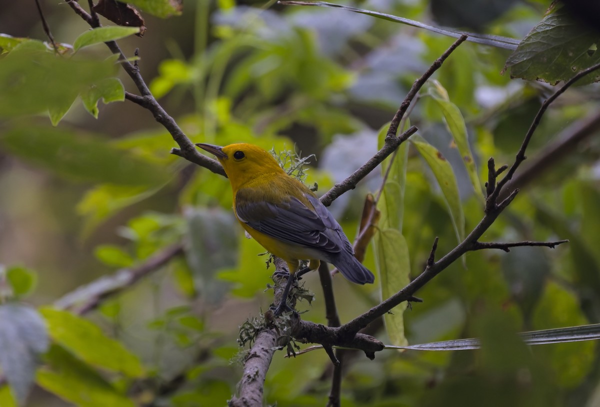 Prothonotary Warbler - ML623756999