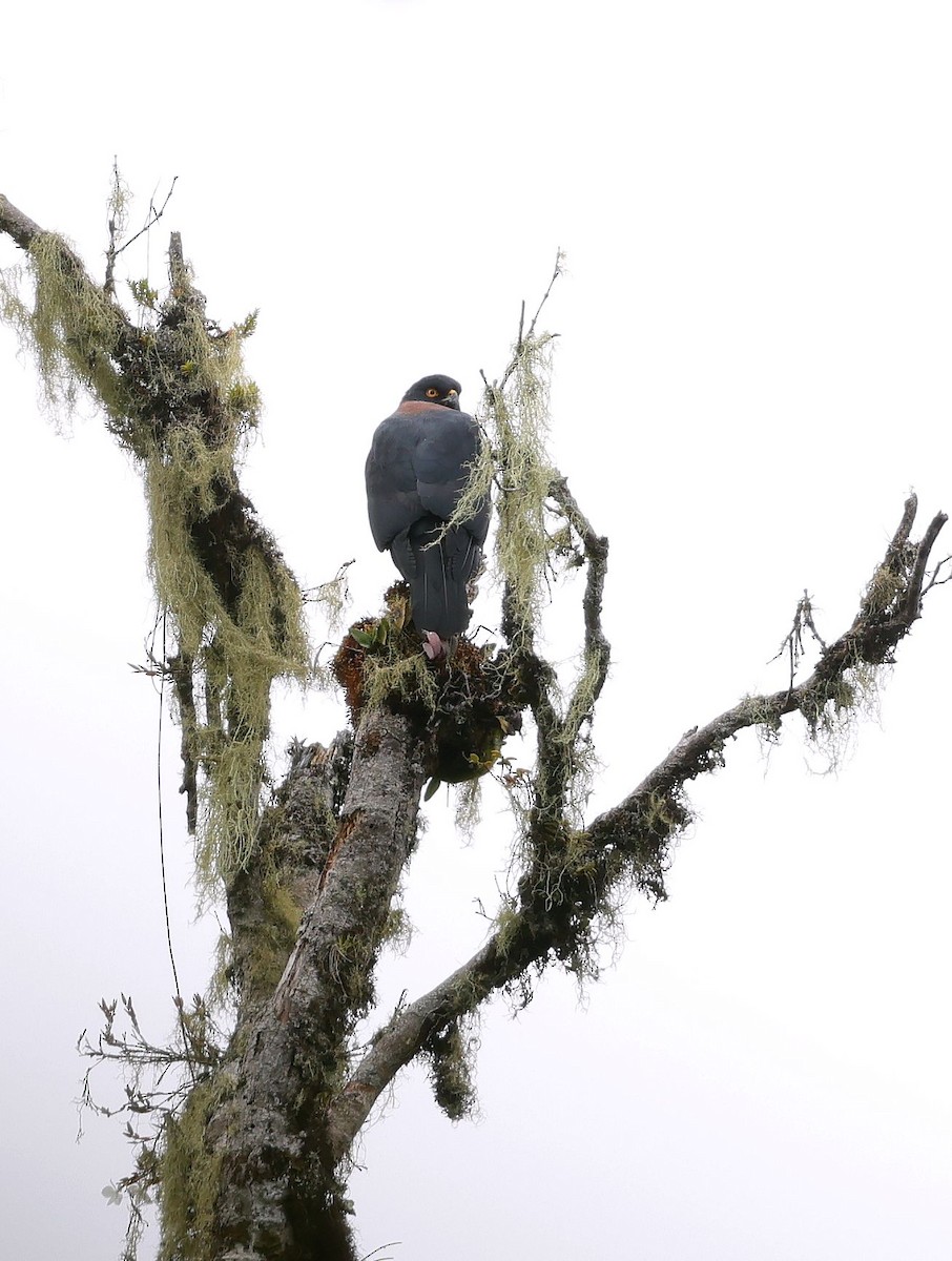 Black-mantled Goshawk - ML623757002