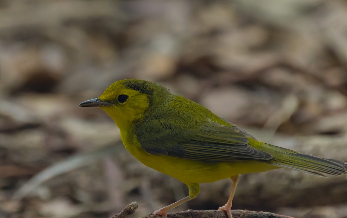 Hooded Warbler - ML623757009