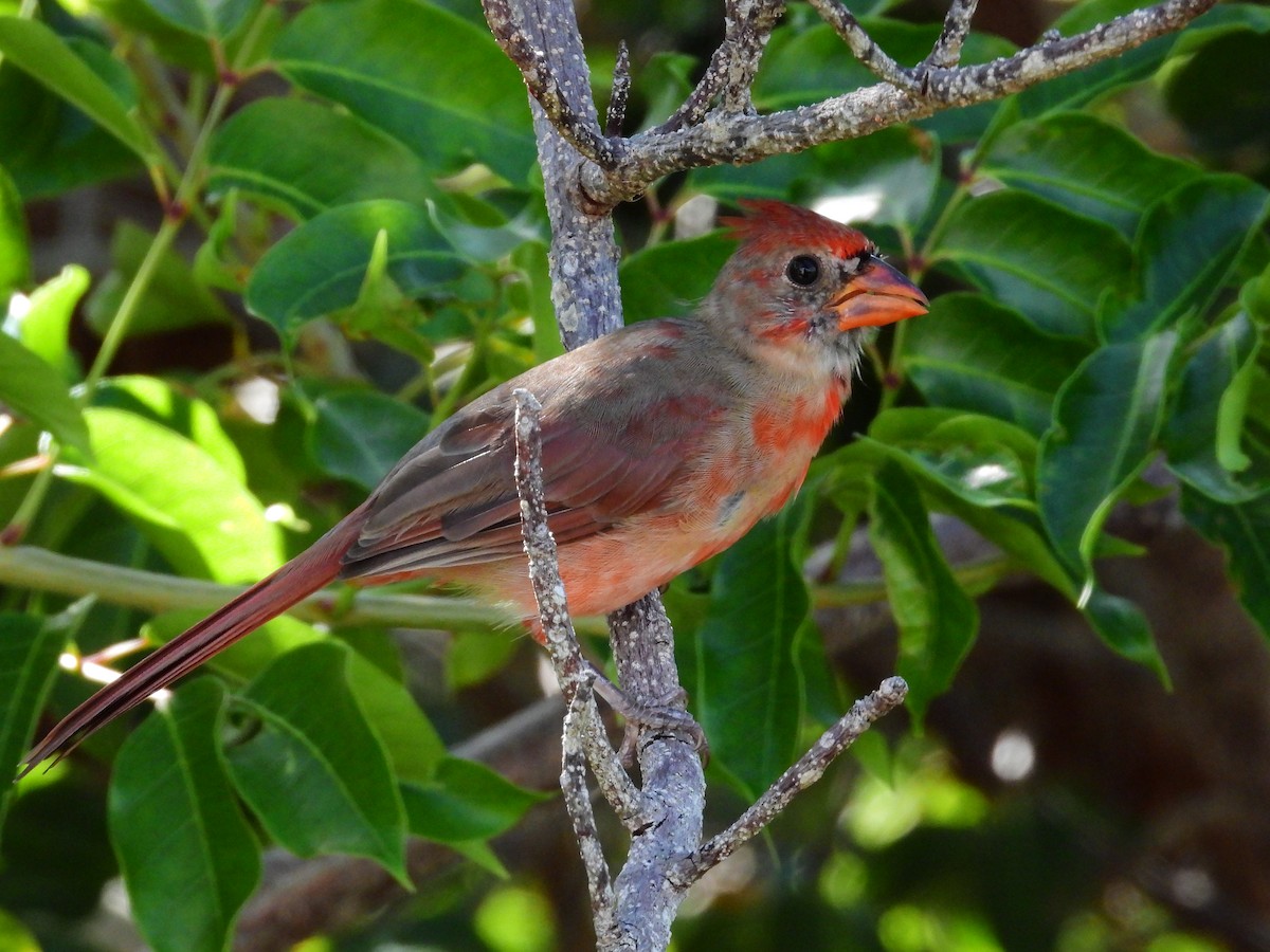 Cardinal rouge (groupe cardinalis) - ML623757035