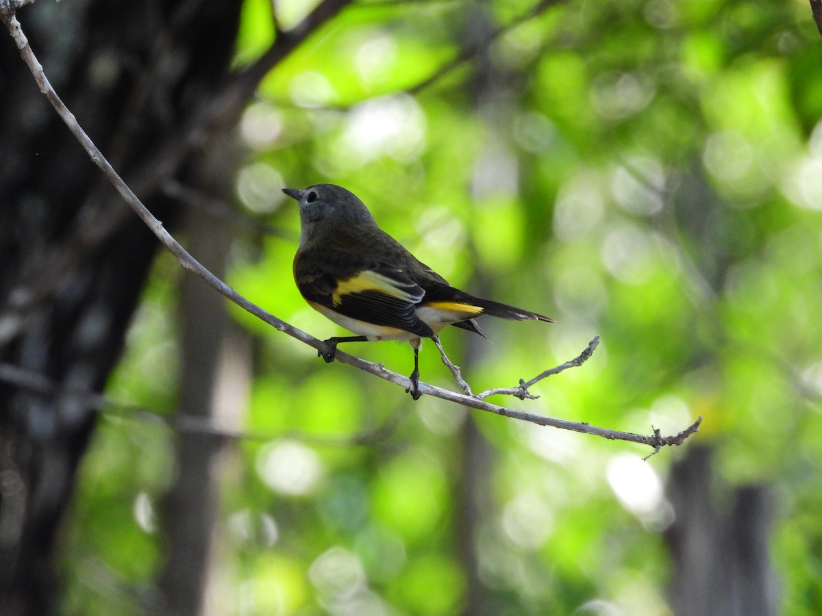 American Redstart - ML623757042