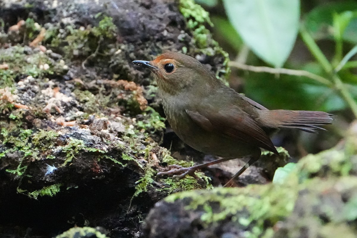 Himalayan Shortwing - ML623757043