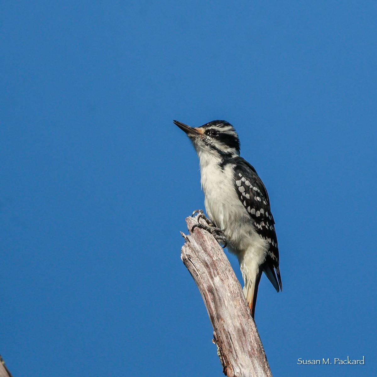 Hairy Woodpecker - ML623757055