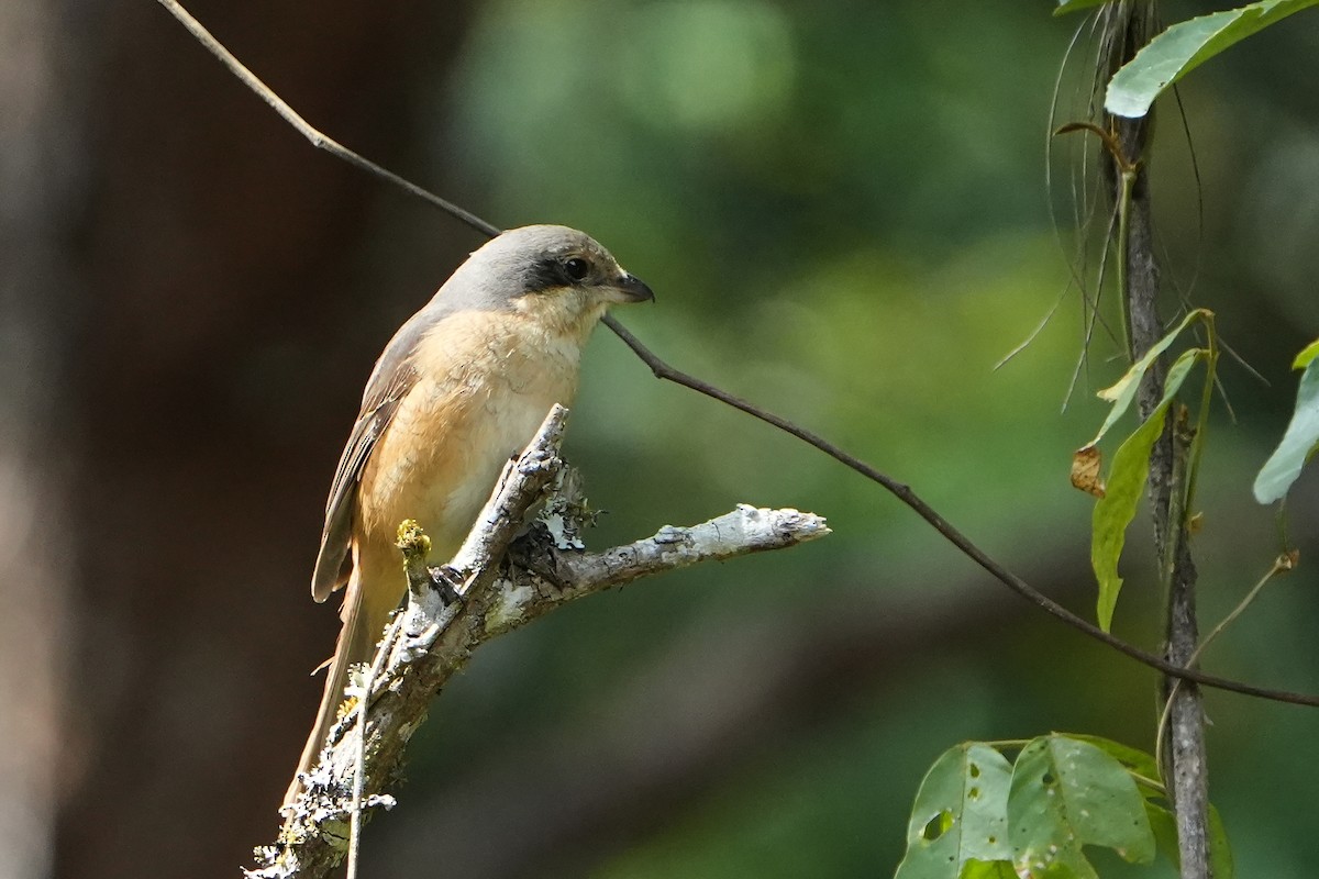 Gray-backed Shrike - ML623757067