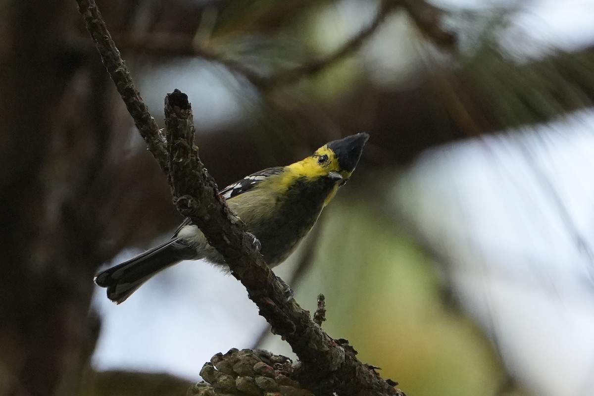 Yellow-cheeked Tit - ML623757070