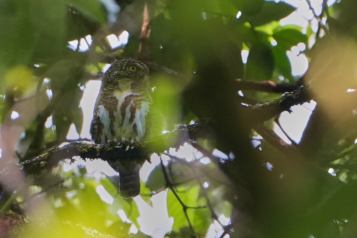 Collared Owlet - ML623757081