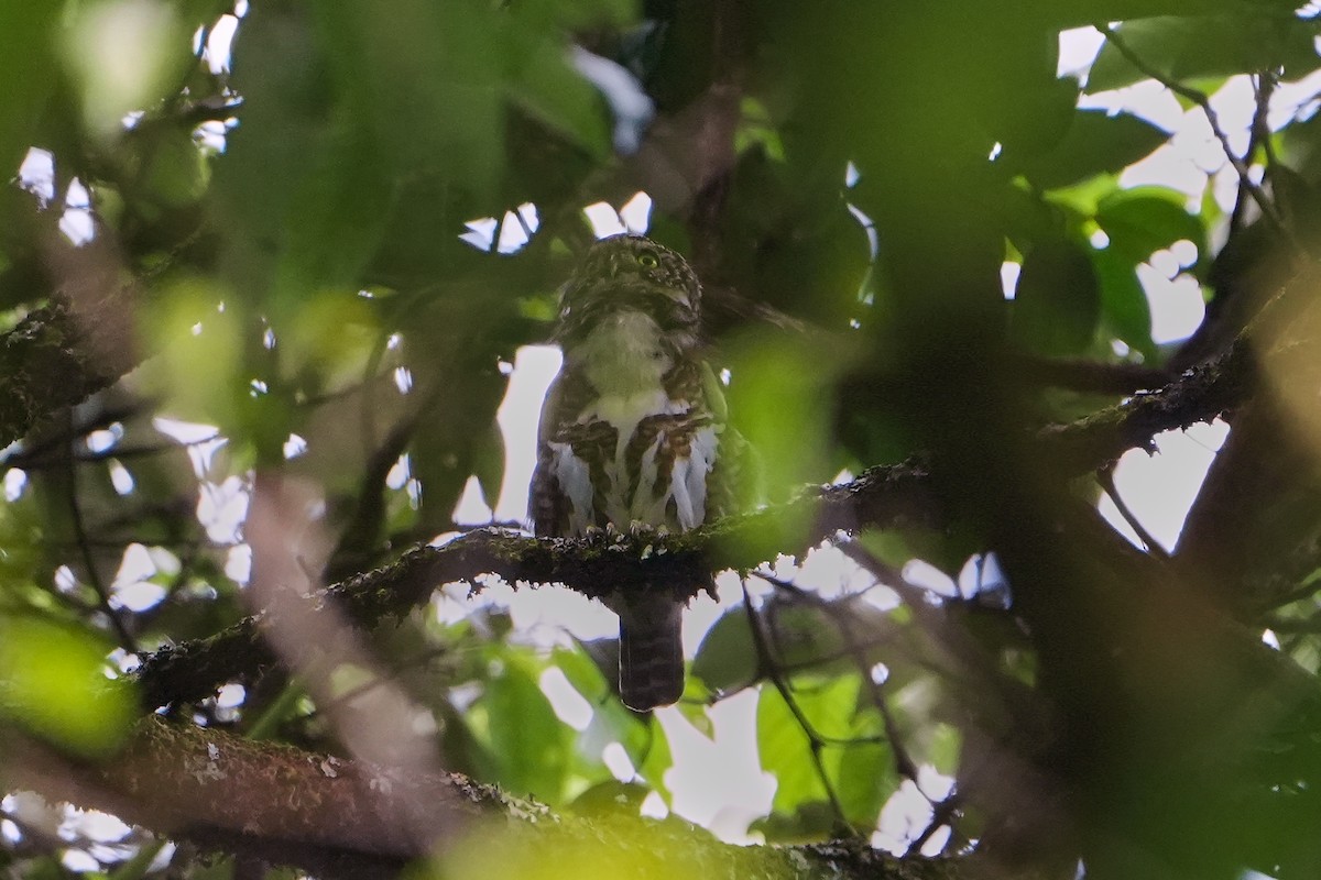 Collared Owlet - ML623757083