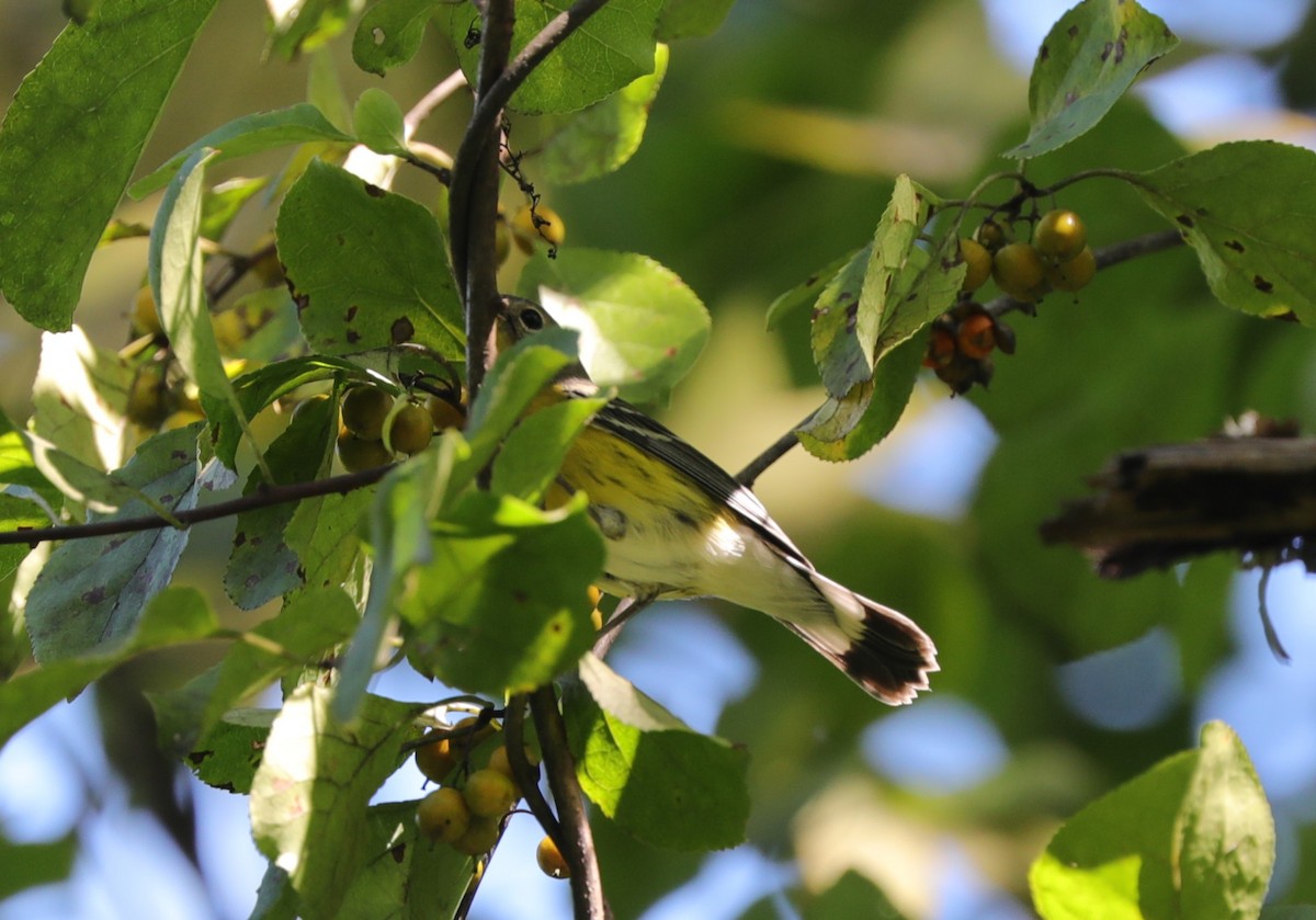 Magnolia Warbler - Laurel Barnhill