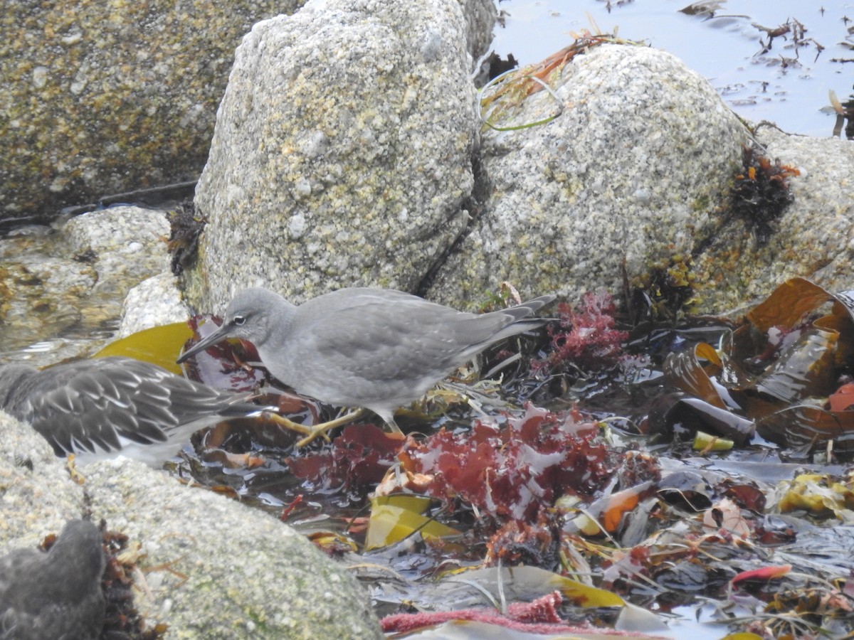 Wandering Tattler - Aziza Carrillo