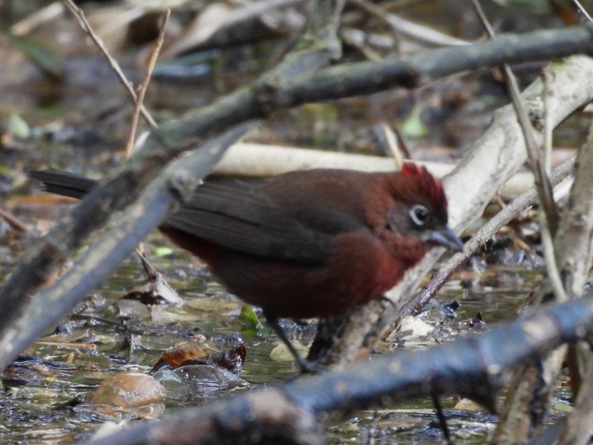 Red-crested Finch - Ines Vasconcelos