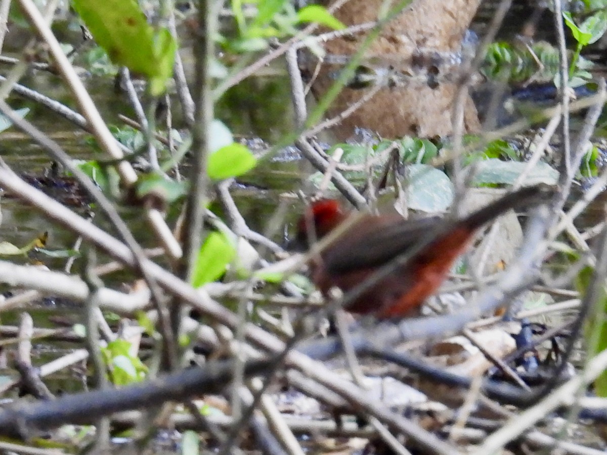 Red-crested Finch - ML623757177