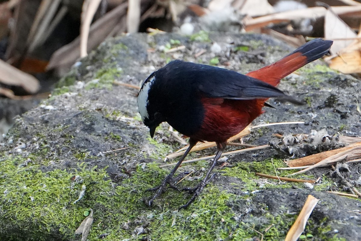 White-capped Redstart - ML623757191