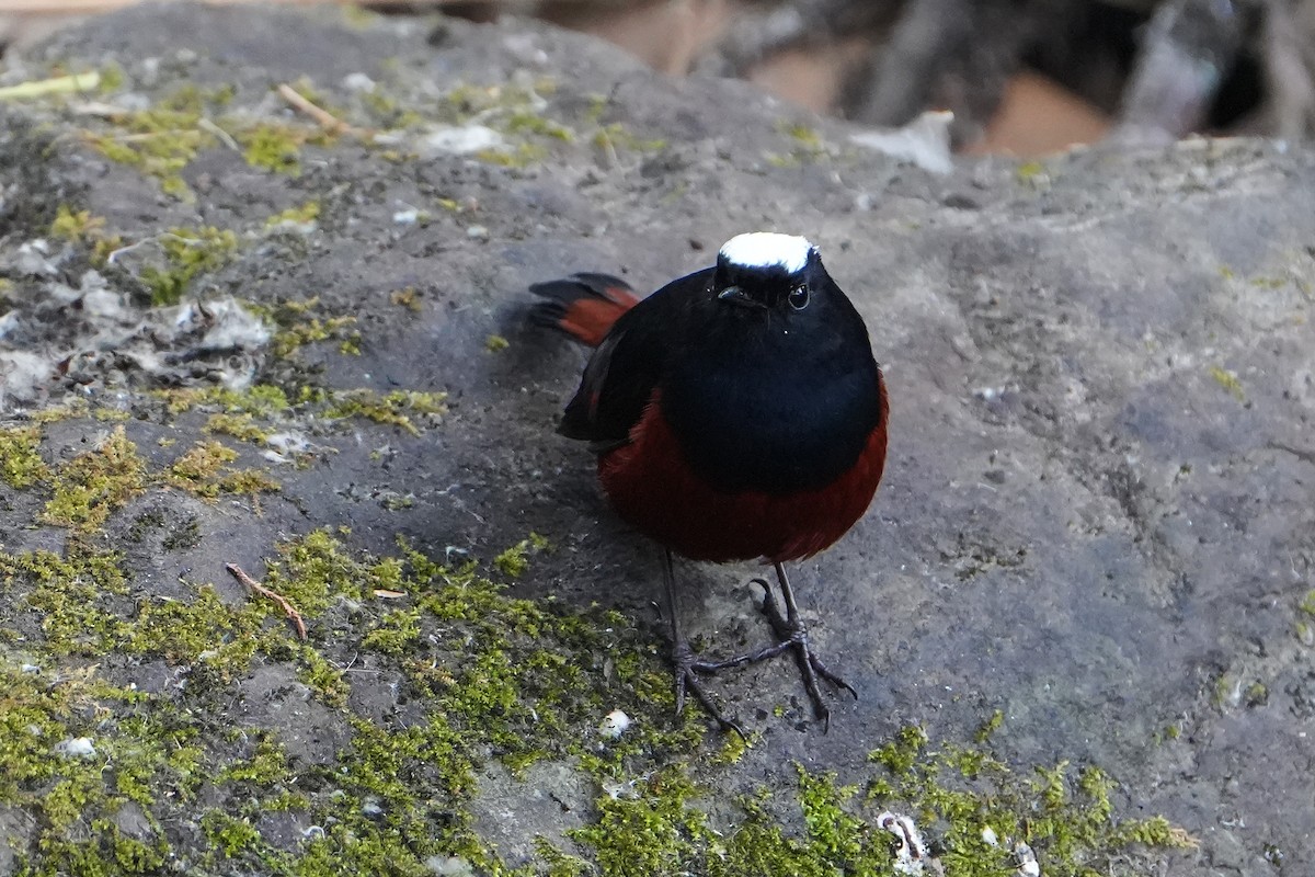 White-capped Redstart - ML623757193