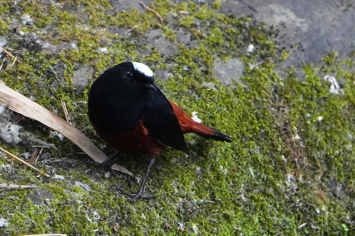 White-capped Redstart - Ana Rivas