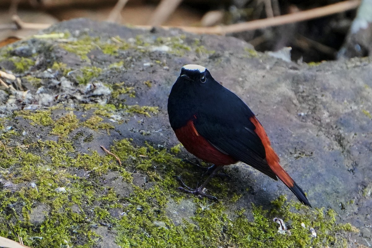 White-capped Redstart - ML623757196