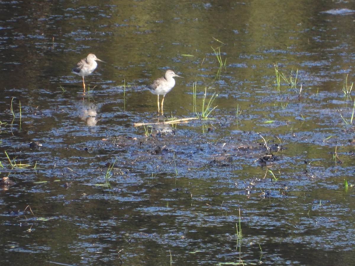 Greater Yellowlegs - ML623757212