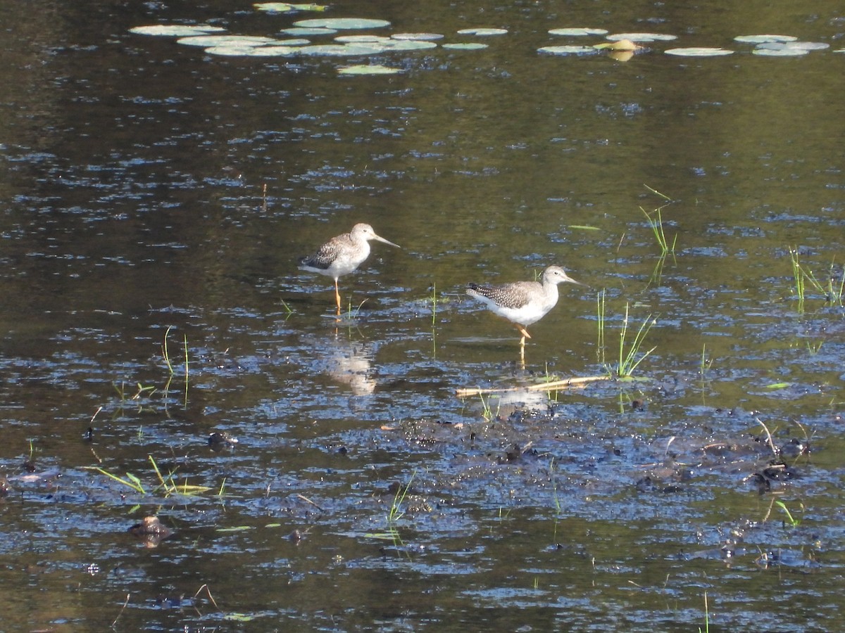 Greater Yellowlegs - ML623757213