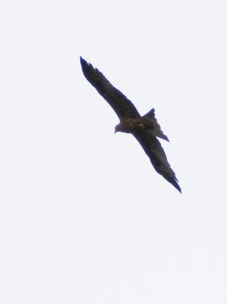 Black Kite - ML623757221